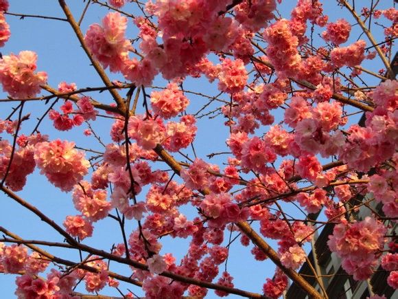 《我们最美丽的云南师范大学》之花儿朵朵开-萌哒校园