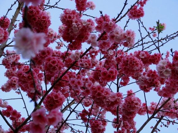 《我们最美丽的云南师范大学》之花儿朵朵开-萌哒校园
